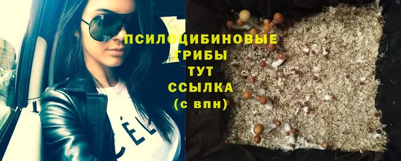 цены наркотик  OMG ссылка  Галлюциногенные грибы Psilocybine cubensis  Бодайбо 